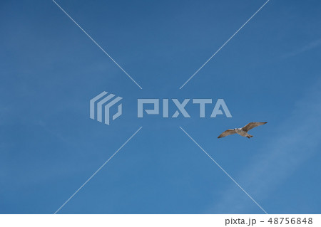 The flying seagull The flying seagull 48756848