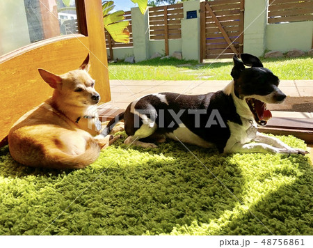 あくび リラックスモードの写真素材