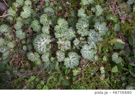 ユキノシタの葉 48756880