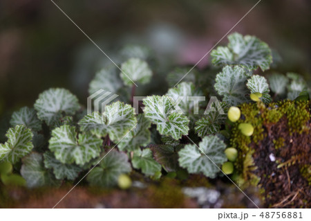 ユキノシタの葉 48756881