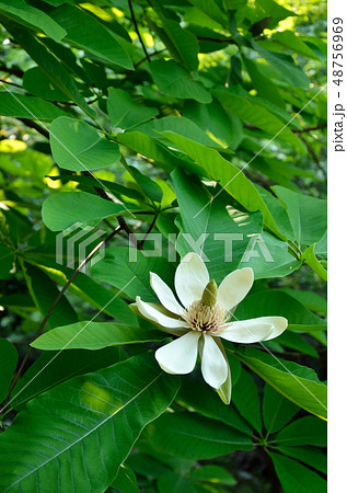 朴の木（ホオノキ） 48756969