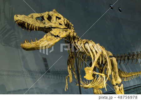 恐竜　化石 48756978