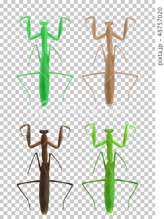 カマキリ 48757020