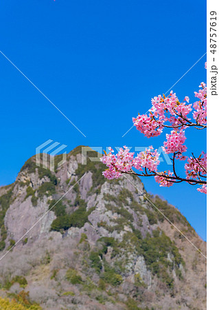 静岡県伊豆の国市 城山と狩野川沿いの河津桜 静岡県伊豆の国市 城山と狩野川沿いの河津桜 48757619