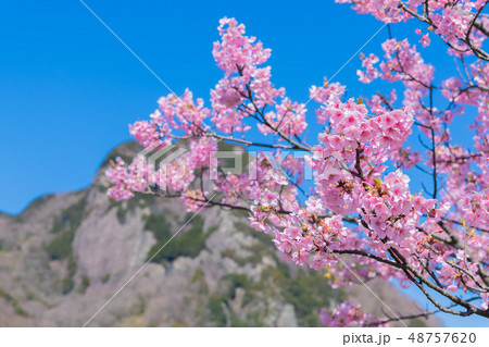 静岡県伊豆の国市 城山と狩野川沿いの河津桜 静岡県伊豆の国市 城山と狩野川沿いの河津桜 48757620