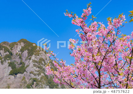 静岡県伊豆の国市 城山と狩野川沿いの河津桜 静岡県伊豆の国市 城山と狩野川沿いの河津桜 48757622
