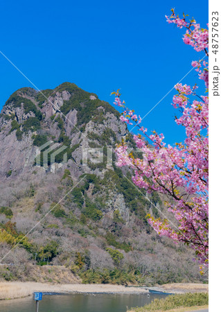 静岡県伊豆の国市 城山と狩野川沿いの河津桜 静岡県伊豆の国市 城山と狩野川沿いの河津桜 48757623