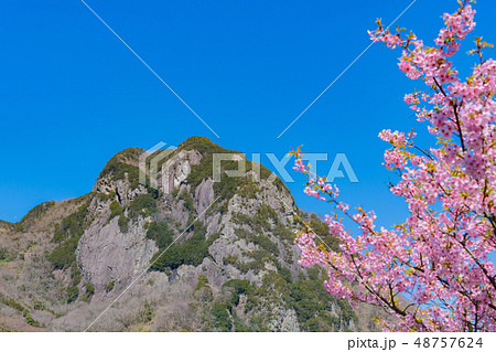 静岡県伊豆の国市 城山と狩野川沿いの河津桜 静岡県伊豆の国市 城山と狩野川沿いの河津桜 48757624
