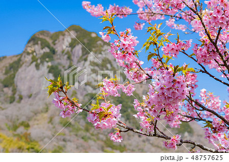 静岡県伊豆の国市 城山と狩野川沿いの河津桜 静岡県伊豆の国市 城山と狩野川沿いの河津桜 48757625
