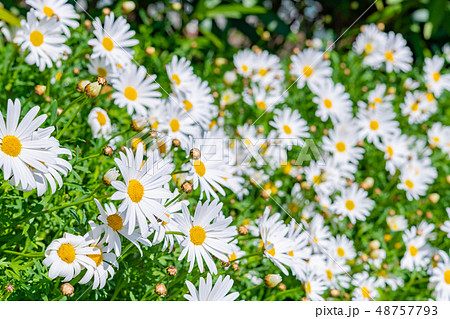 マーガレット 48757793