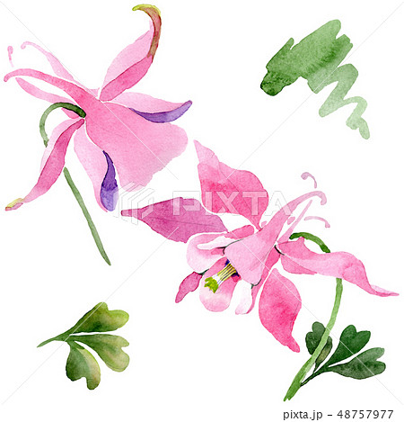 Red aquilegia floral botanical flower. Watercolor background illustration set. Isolated aquilegia 48757977