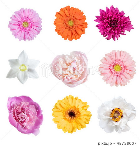 Spring flowers isolated 48758007