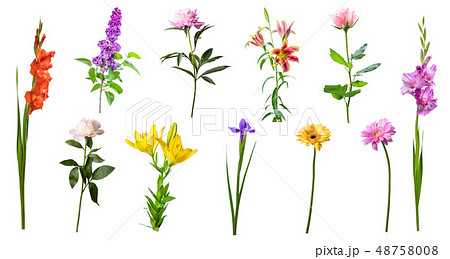 Spring flowers isolated 48758008