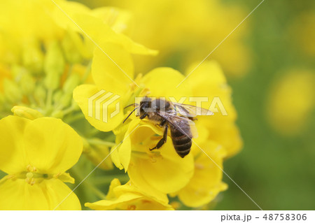 ニホンミツバチと菜の花 48758306