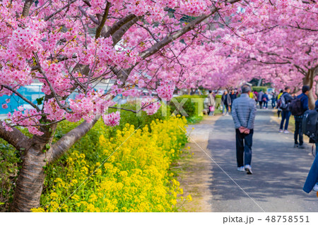 静岡県賀茂郡南伊豆町 青野川沿いの河津桜 みなみの桜と菜の花まつり 静岡県賀茂郡南伊豆町 青野川沿いの河津桜 みなみの桜と菜の花まつり 48758551