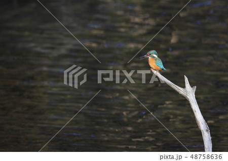 枝にとまるカワセミ 枝にとまるカワセミ 48758636