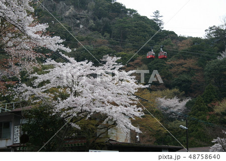 桜 桜 48758640