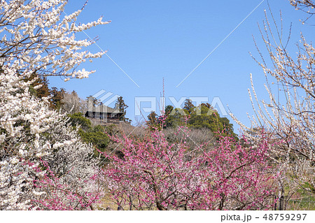 偕楽園の梅林と好文亭 偕楽園の梅林と好文亭 48759297