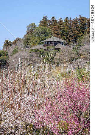 偕楽園の梅林と好文亭 偕楽園の梅林と好文亭 48759304