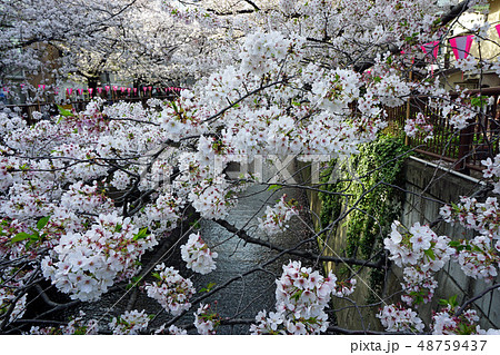 目黒川の見事な桜 48759437