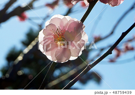梅の花びらの美しさ 48759439