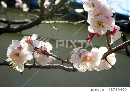梅の花さんの春への合唱 48759440