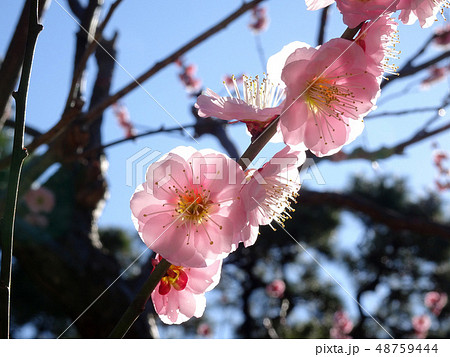 澄んだ梅の花の美しさ 48759444