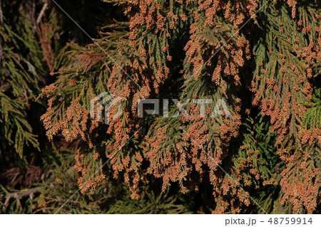 スギ花粉 花粉症 ３月の写真素材