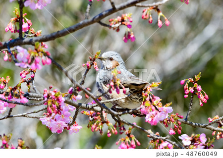 桜にヒヨドリ 48760049