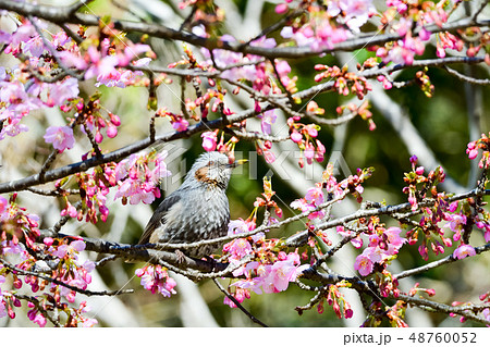 桜にヒヨドリ 桜にヒヨドリ 48760052