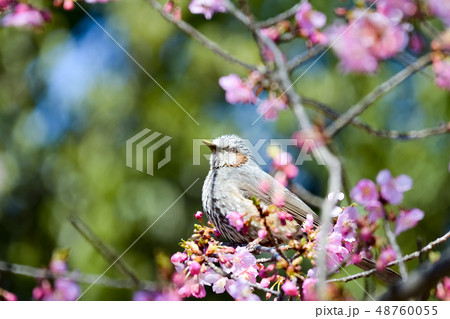 桜にヒヨドリ 桜にヒヨドリ 48760055
