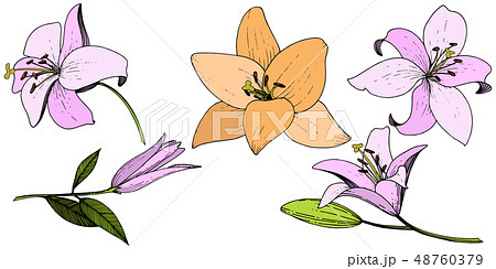 Vector Pink and orange lily floral botanical flower. Engraved ink art. Isolated lilies illustration 48760379