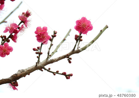 梅 紅梅 春 48760380