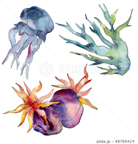 Jellyfish and aquatic underwater nature coral reef. Tropical plant sea isolated. Watercolor 48760424