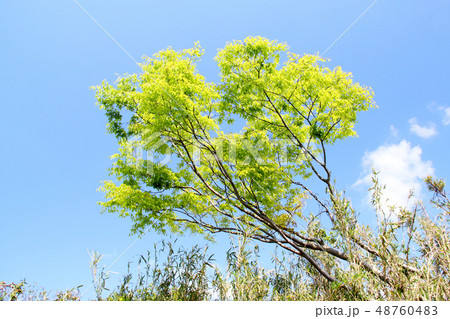新緑 新緑 48760483