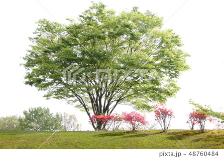 新緑 48760484