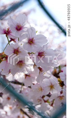 満開の桜―フェンス越し 48760935
