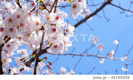 満開の桜―接写 満開の桜―接写 48760936
