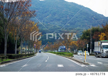 街路樹が紅葉 北九州市 街路樹が紅葉 北九州市 48761778