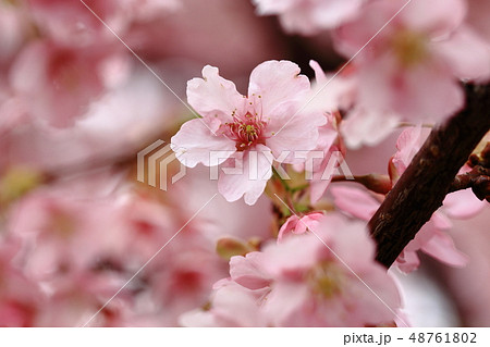 河津桜、大泉中央公園、美しい 河津桜、大泉中央公園、美しい 48761802