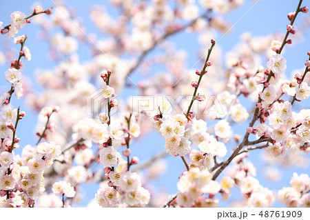 梅の花　偕楽園　３月　茨城県水戸市 48761909