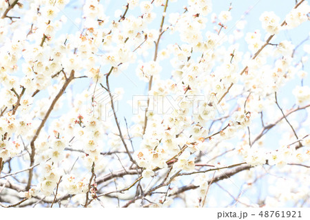 梅の花　偕楽園　３月　茨城県水戸市 48761921