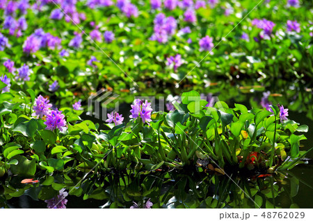 ホテイアオイの花の写真素材