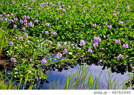 ホテイアオイの花の写真素材