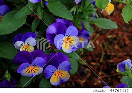 ビオラの花 ビオラの花 48762416