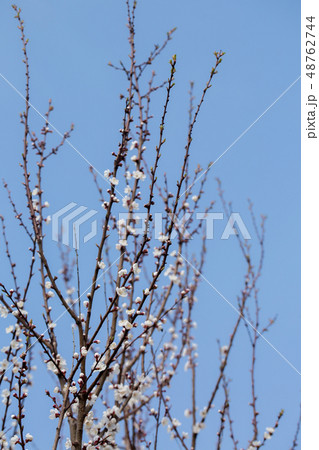 Large blossoming tree Large blossoming tree 48762744