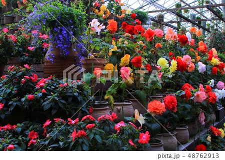 ベゴニアの花 48762913