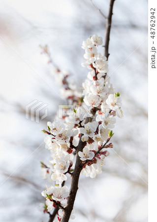 Flowering apricot branch in spring 48762942