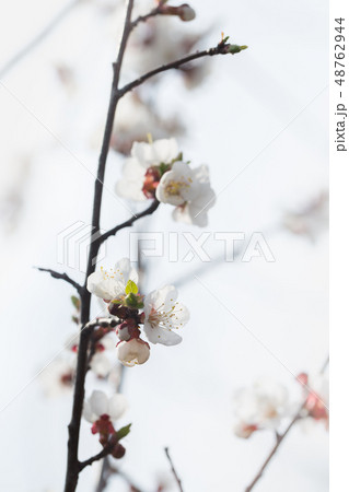 Apricot flowering in spring 48762944