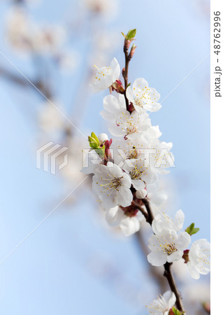 Apricot against a blue sky 48762996